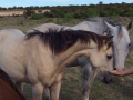 Joey & Lezlye Henderson Ranch