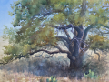 Susan Lynn comp 3 Afternoon Oak 12x16 sml