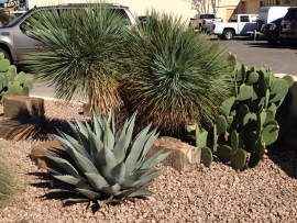 Cactus corner downtown