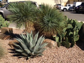 Downtown corner CACTUS