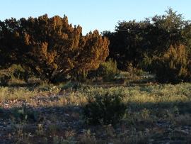 Red cedar K ranch