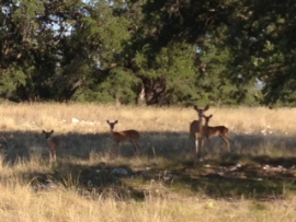 enpleinairtexas02deer