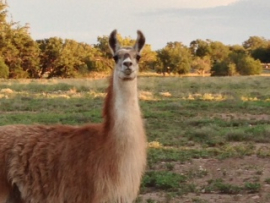 enpleinairtexasllama